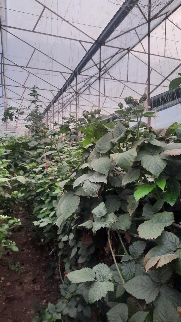 Product Info Image 8